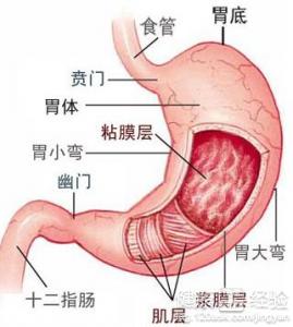 萎縮性胃炎的症狀及治療方法