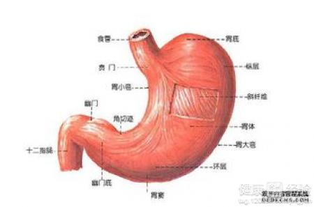 慢性活動性胃炎該如何處理