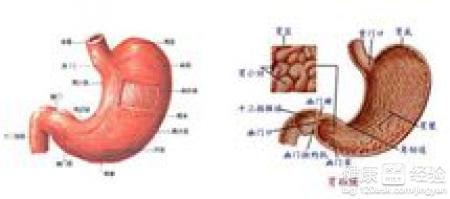 怎樣保護好胃