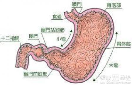 胃潰瘍好發部位是哪