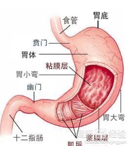 胃潰瘍造成的原因是什麼？