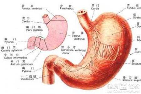 胃窦炎早期有什麼症狀