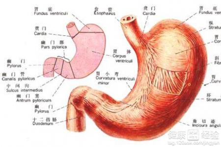 胃粘膜增厚的胃窦炎在飲食上該注意些什麼